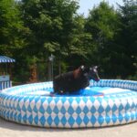 Bayerisches Bullriding